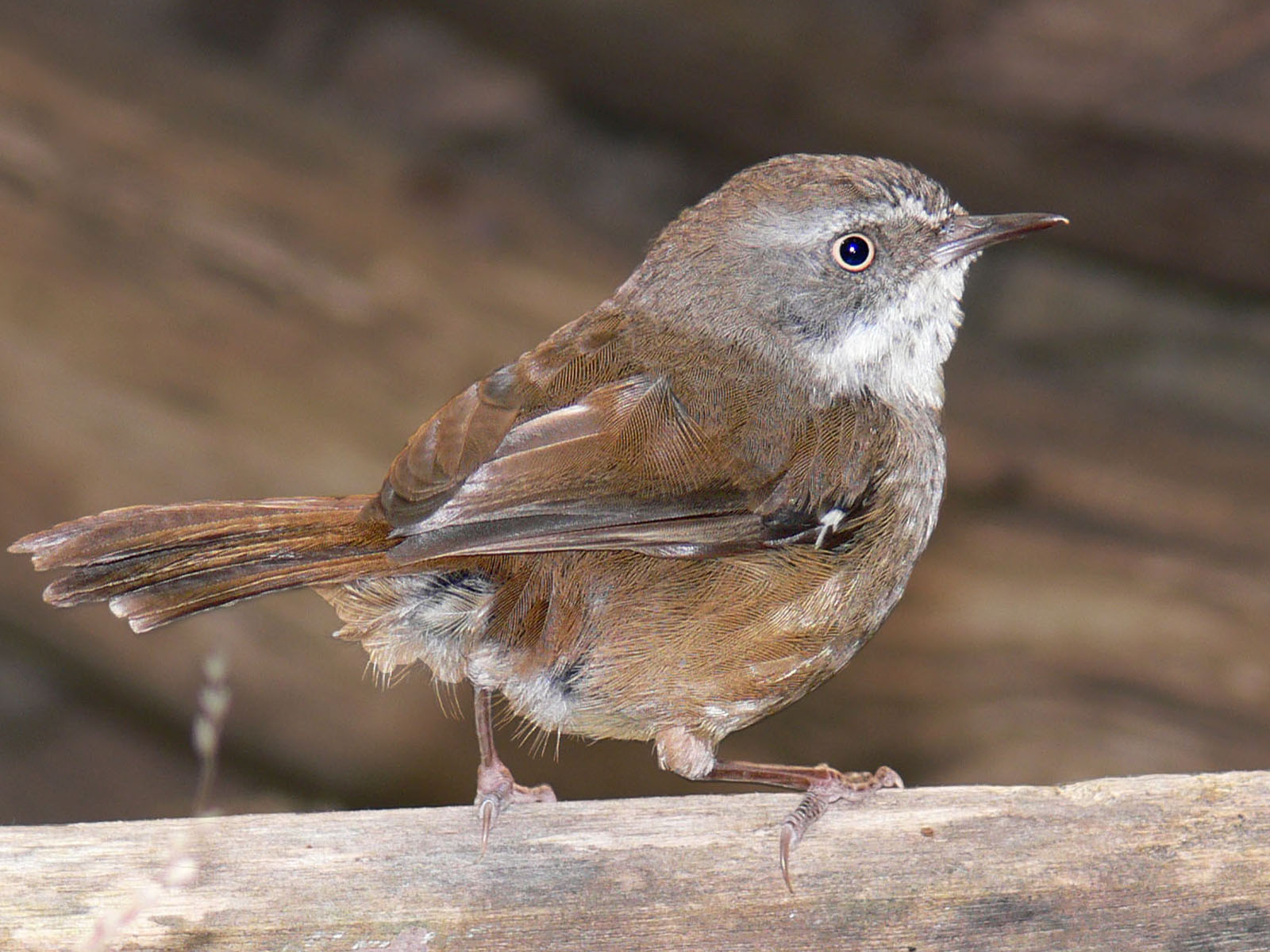Scrub wren for wiki