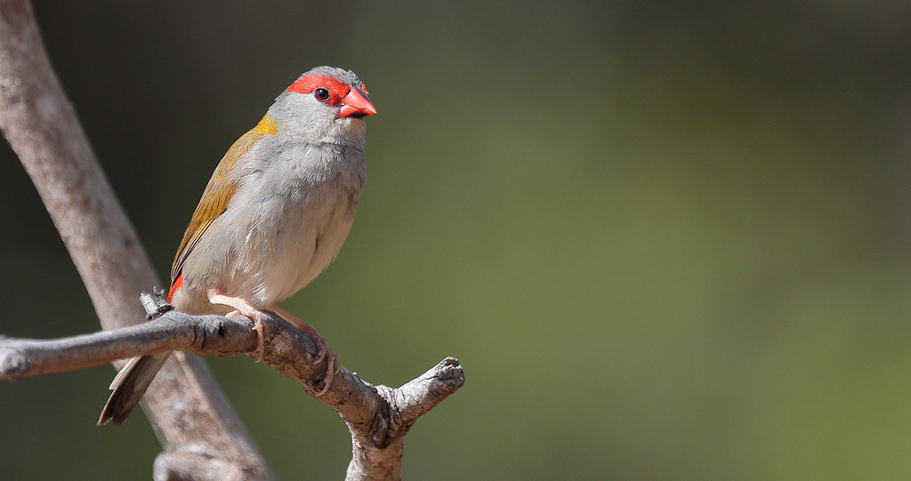 Red-browed Finch (Neochmia temporalis)