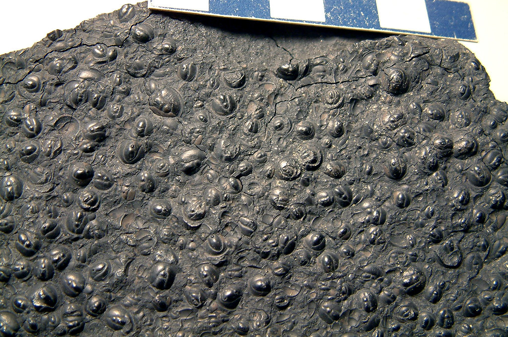 Agnostus pisiformis fossil trilobites (Alum Shale Formation, upper Middle Cambrian; Andrarum, Scania, Sweden)
