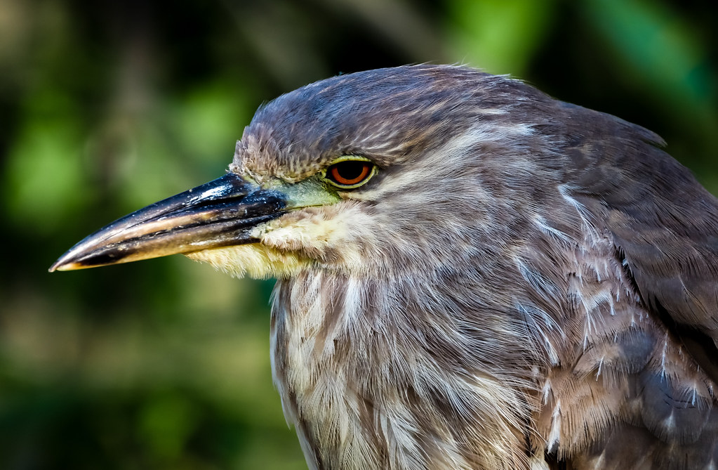Black-crowned night heron, juvenile, with green eyelids, close-up