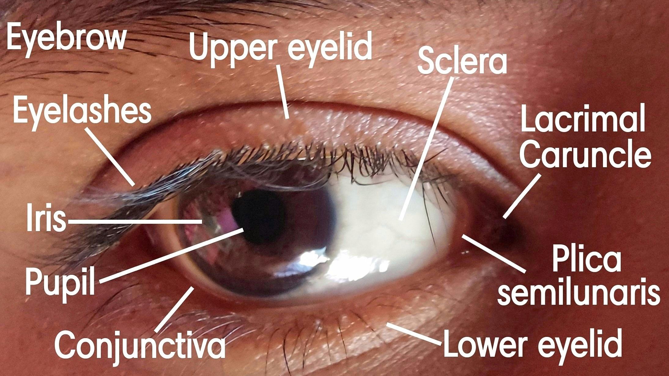 Visible-human-eye