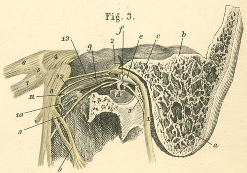 30-3 Chorda tympani and the facial nerve and the inner half of the petrous portion of the temporal bone, from 