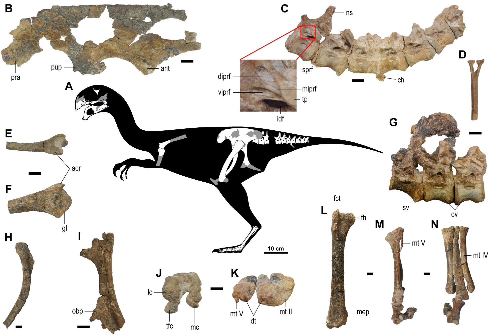 Gobiraptor