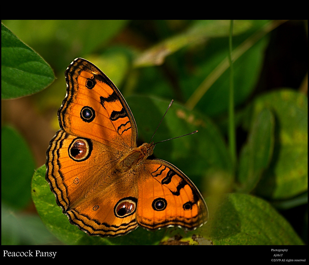 Peacock Pansy... Explore Front Page