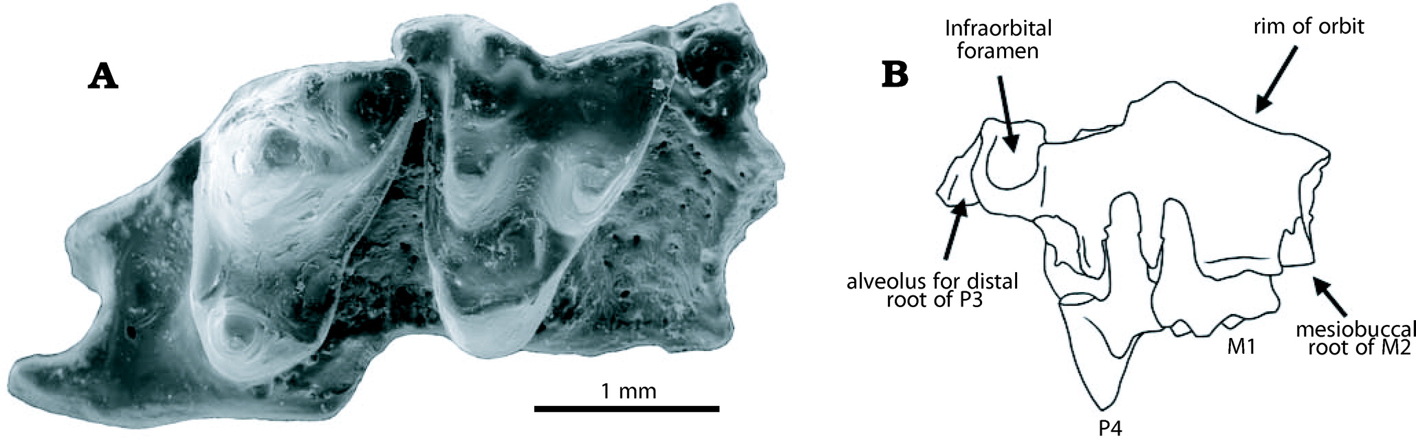Dilambdogale holotype