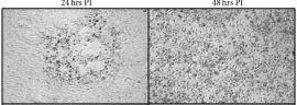 5248420.fig.004-crop2