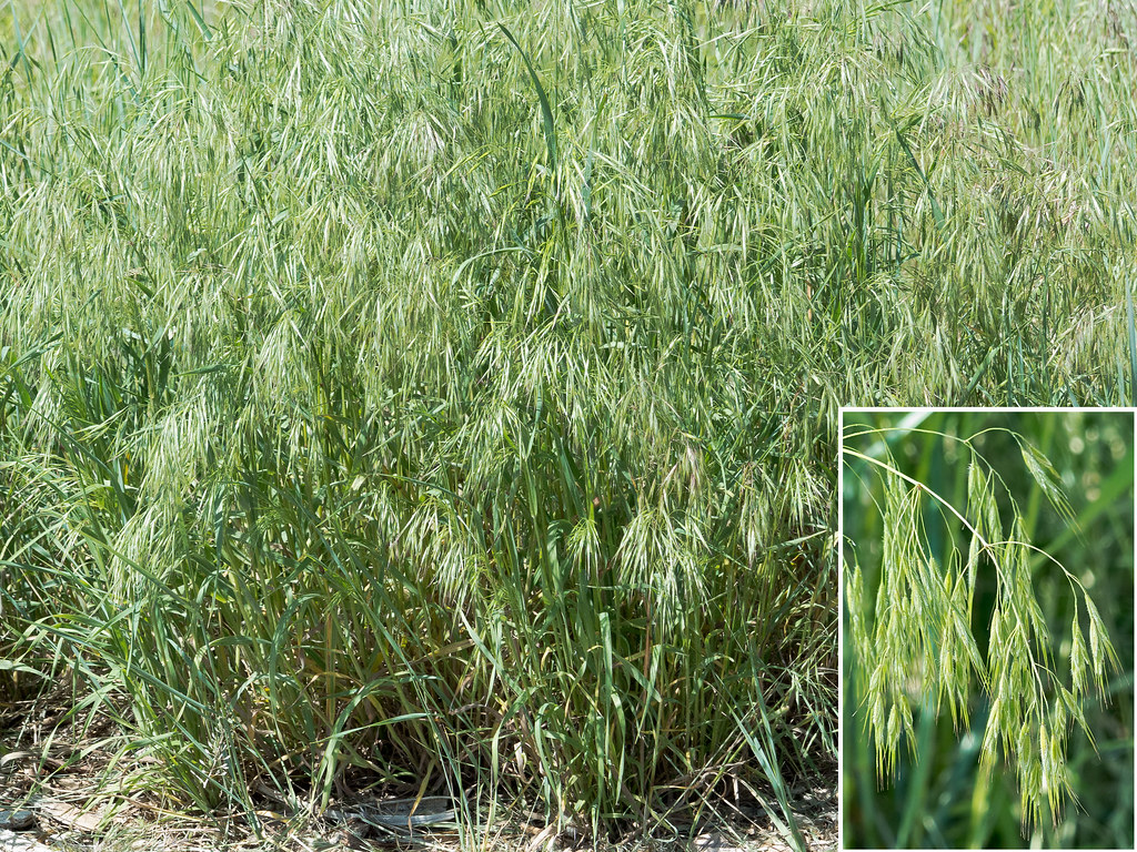 Cheatgrass. Photo 1 of 4 -- The Bad Guy of Grasses