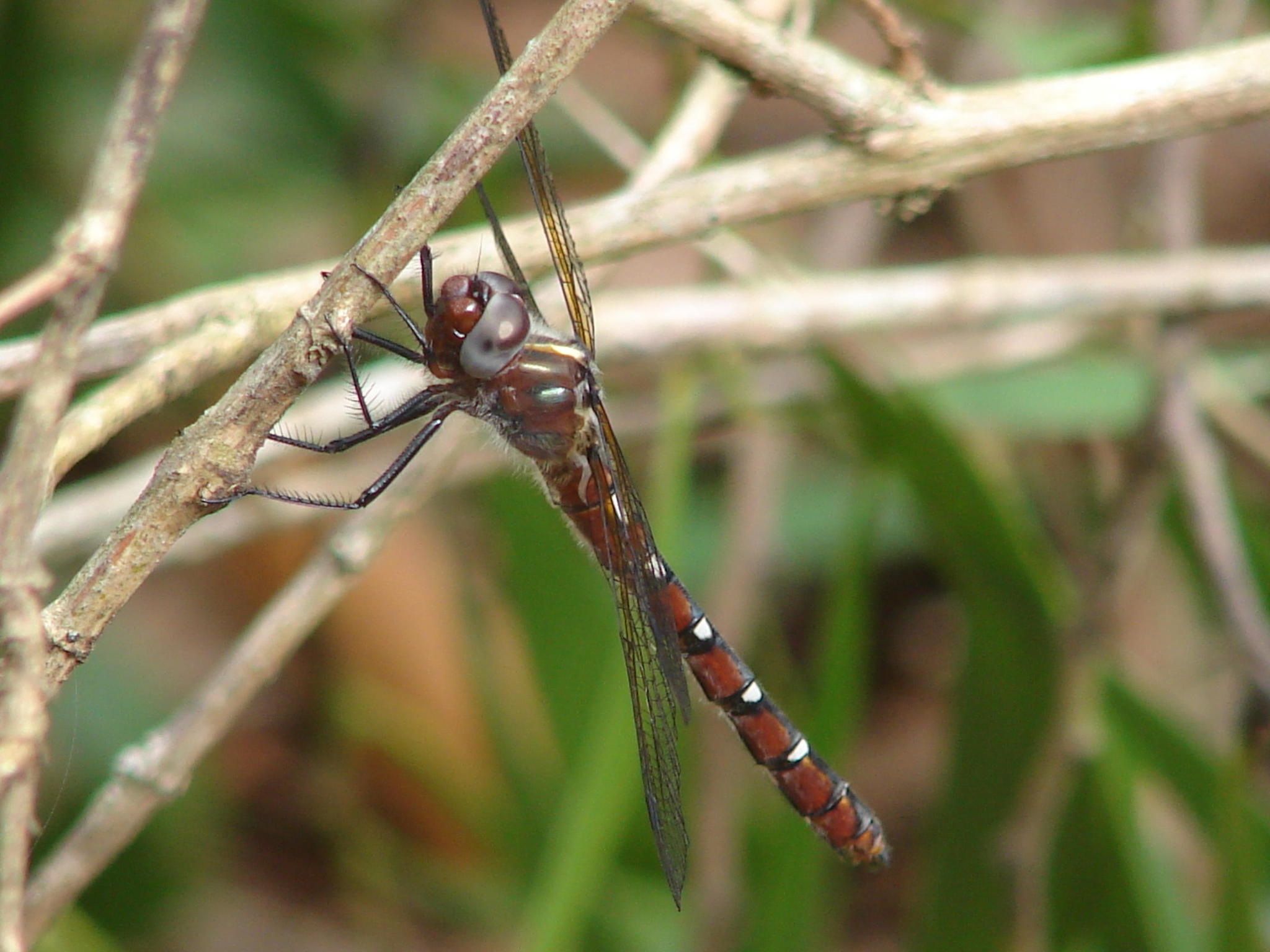Mahogany Presba (Syncordulia venator) in Farleigh, South Africa