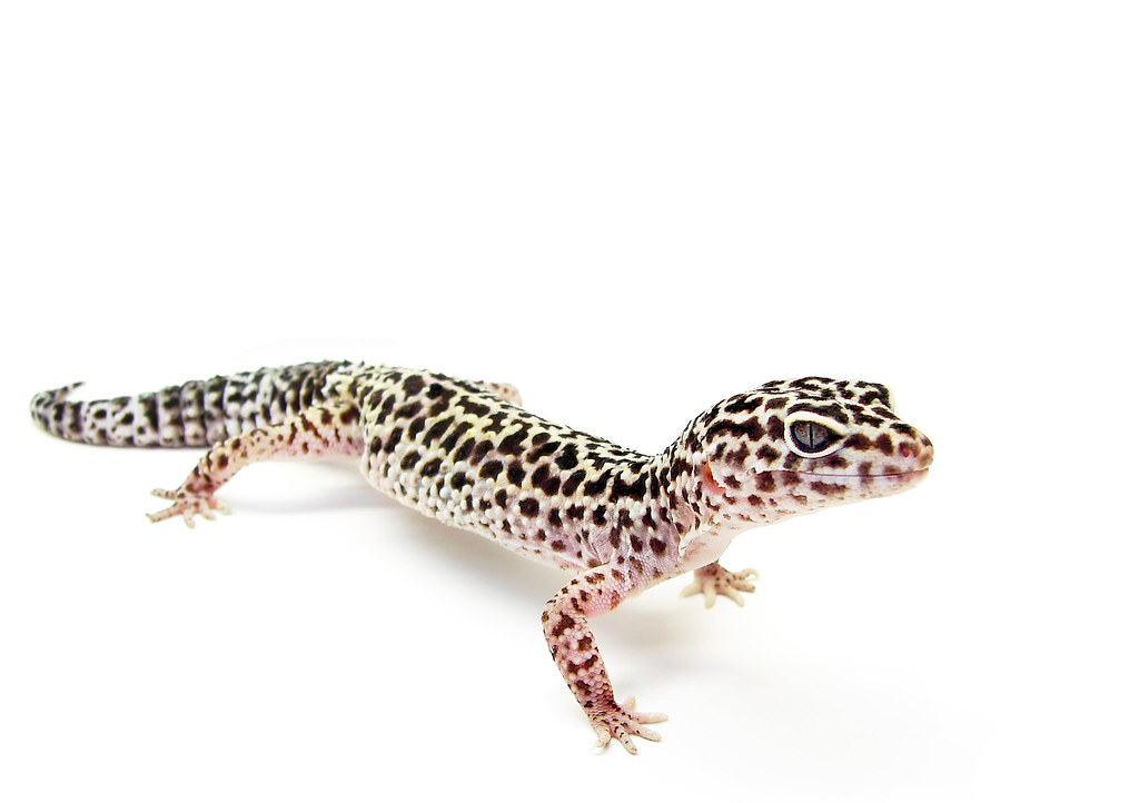 Eublepharis macularius
